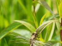 Kleine Zangenlibelle Weibchen